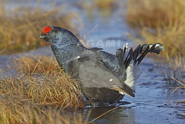 Black Grouse male lekking; Korhoen man baltsend stock-image by Agami/Jari Peltomäki,