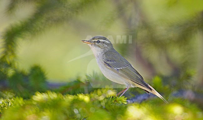 Arctic Warbler, Noordse Boszanger stock-image by Agami/Markus Varesvuo,