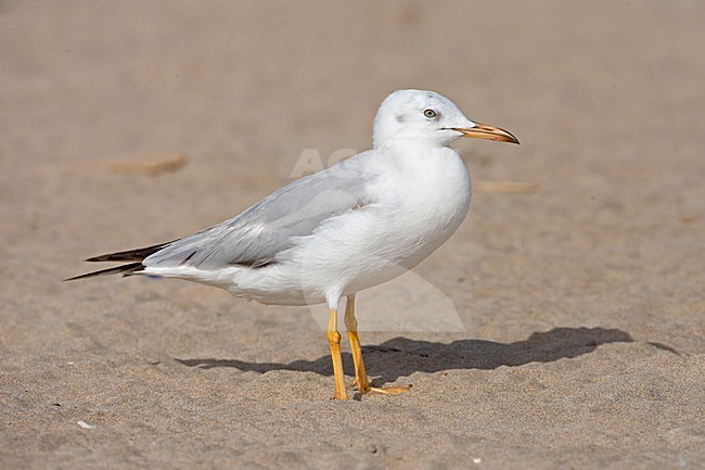 Onvolwassen Dunbekmeeuw; ImmatureSlender-billed Gull, stock-image by Agami/Jari Peltomäki,