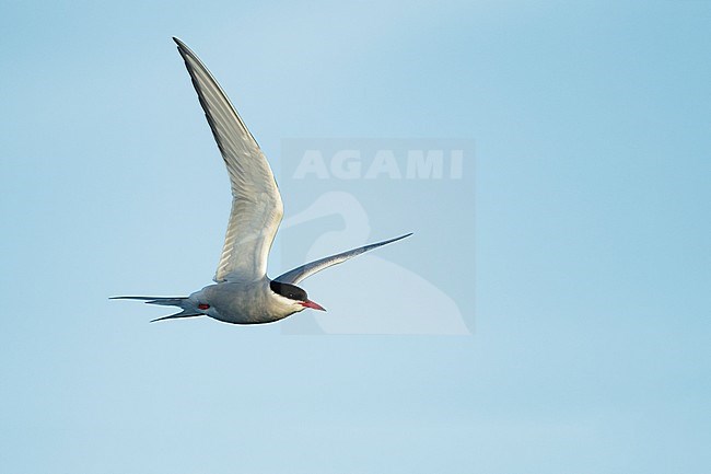 Adult breeding Arctic Tern (Sterna paradisaea) in flight over Seward Peninsula, Alaska, United States in June 2018 stock-image by Agami/Brian E Small,