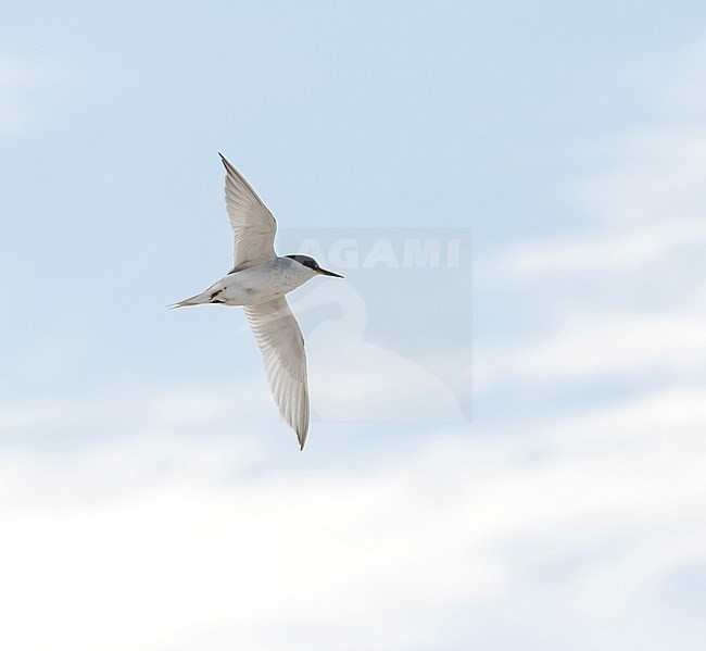 Damara Tern (Sternula balaenarum) along the coast in the southern part of the African continent. Flying, seen from below. stock-image by Agami/Pete Morris,