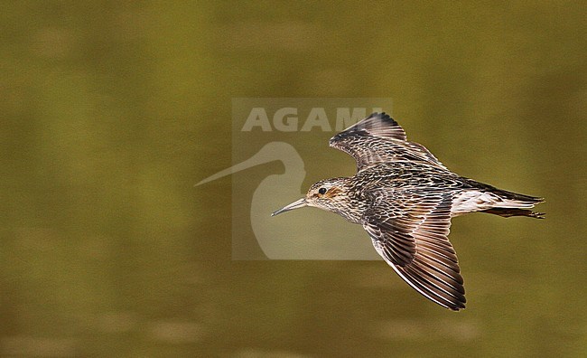 Adult Pectoral Sandpiper (Calidris melanotos) in flight, showing upper wing, over green colored lake in Bolivia as background. stock-image by Agami/Ian Davies,