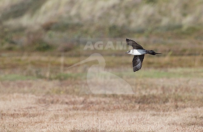 Arctic Skua (Stercorarius parasiticus) adult moulting to winter plumage in flight stock-image by Agami/Marc Guyt,