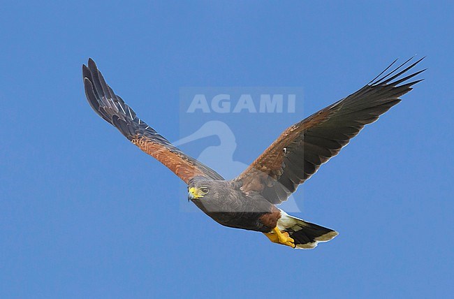 Adult 
Hidalgo Co., TX
March 2014 stock-image by Agami/Brian E Small,