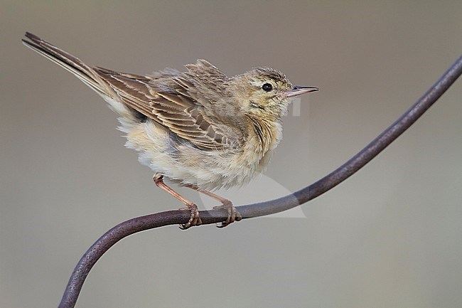 Tawny Pipit - Brachpieper - Anthus campestris ssp. griseus, Kazakhstan, adult stock-image by Agami/Ralph Martin,