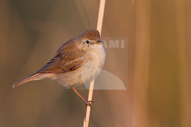 Booted Warbler - Buschspötter - Iduna caligata, Kazakhstan stock-image by Agami/Ralph Martin,