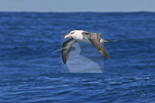 Campbellalbatros vliegend boven Zuidelijke Pacifische Oceaan; Campbell Albatross adult flying above southern Pacific ocean stock-image by Agami/Pete Morris,