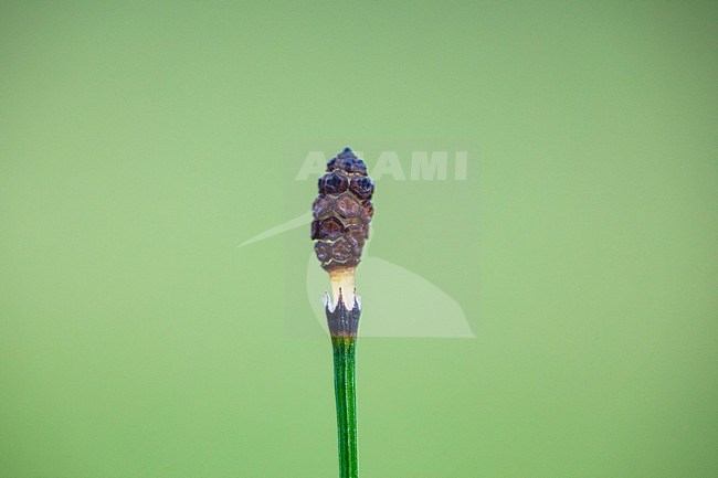 Variegated Horsetail, Equisetum variegatum stock-image by Agami/Wil Leurs,