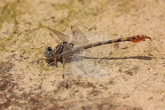 Mannetje Gestreepte haaklibel, Male Lined Hooktail stock-image by Agami/Paul Schrijvershof,