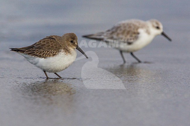 Bonte Strandloper; Dunlin stock-image by Agami/Daniele Occhiato,