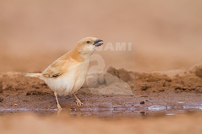 Desert Sparrow - WÃ¼stensperling - Passer simplex ssp. saharae, summer plumage female, Morocco stock-image by Agami/Ralph Martin,