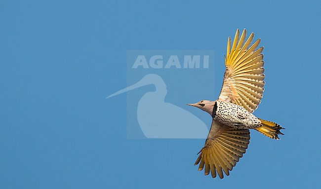 A Northern Flicker (Colaptes auratus) in flight, seen from below stock-image by Agami/Ian Davies,