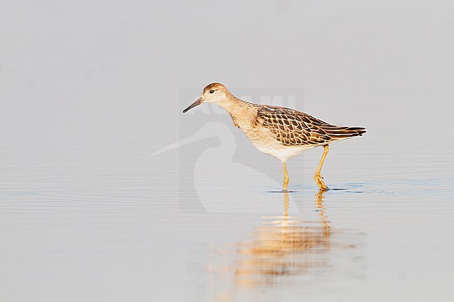 Kemphaan, Ruff, Philomachus pugnax stock-image by Agami/Menno van Duijn,