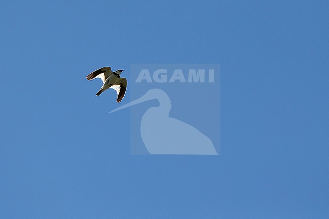 An adult Mongolian lark (Melanocorypha mongolica) in flight against the blue sky stock-image by Agami/Mathias Putze,