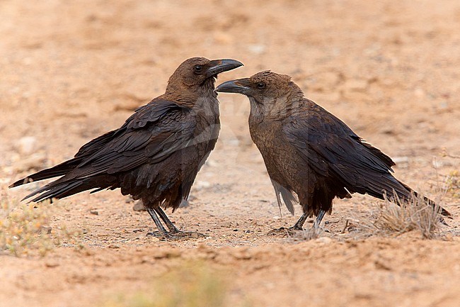 Brown-necked Raven, Boavista, Cape Verde (Corvus ruficollis) stock-image by Agami/Saverio Gatto,