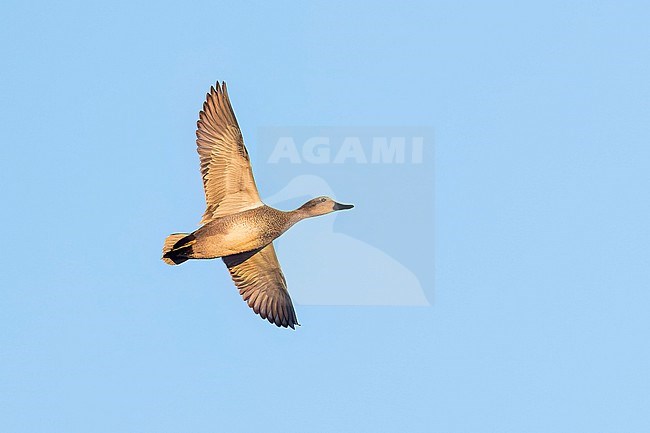 Adult male
Colusa Co., CA
January 2023 stock-image by Agami/Brian E Small,