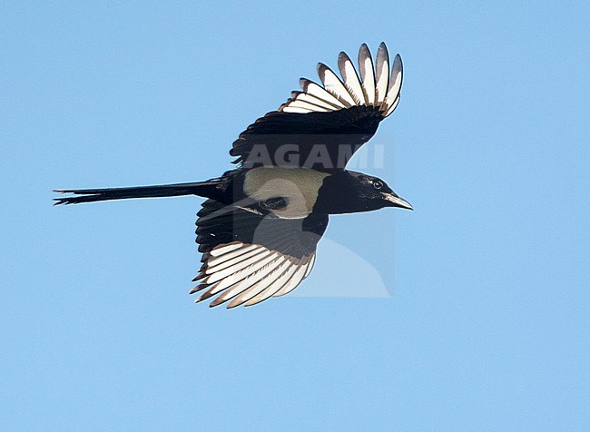 Oriental Magpie (Pica serica) in flight on the East coast of China. stock-image by Agami/Marc Guyt,