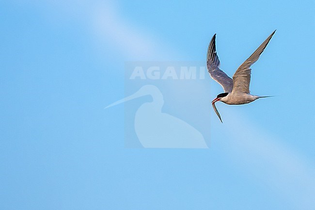 Adult Common Tern (Sterna hirundo) flying with fish as prey in it's beak, against the blue sky as background, on the Mediterranean island of Lesvos, Greece. stock-image by Agami/Marc Guyt,