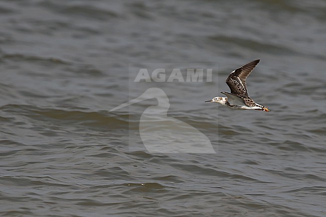 Adult male Ruff (Calidris pugnax ) in flight at Lake Albert in Uganda stock-image by Agami/Mathias Putze,