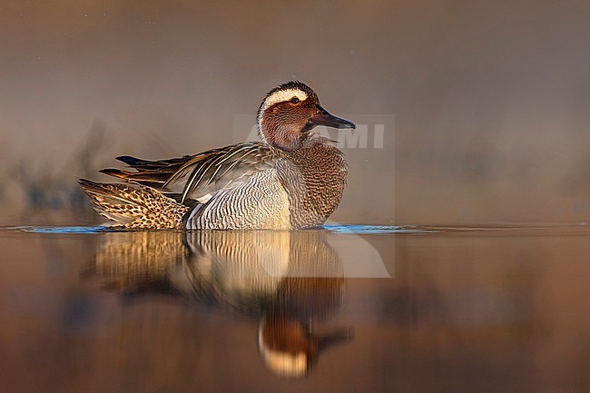 Male Garganey (Spatula querquedula) in Italy. stock-image by Agami/Daniele Occhiato,