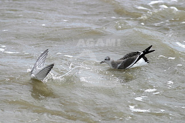 Juveniele Vorkstaartmeeuw zwemmend; Juvenile Sabines Gull swimming stock-image by Agami/Reint Jakob Schut,