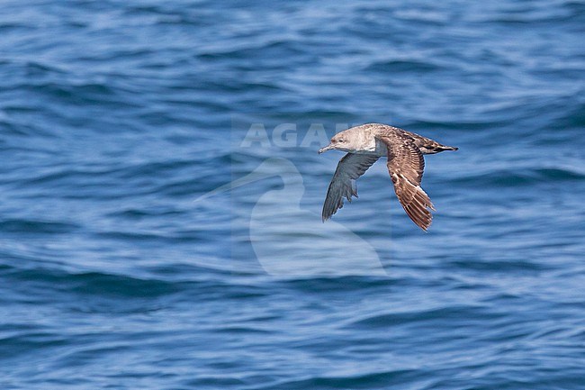 Moulting Balearic shearwater (Puffinus mauretanicus) flying, with a blue background, in Brittany, France. stock-image by Agami/Sylvain Reyt,