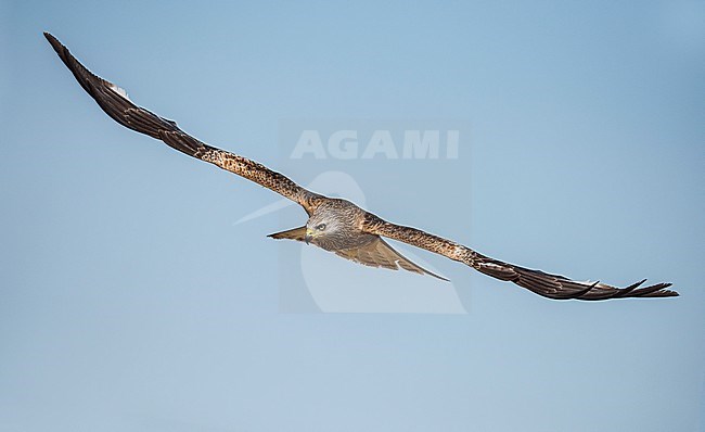 Red Kite (Milvus milvus) in flight stock-image by Agami/Alain Ghignone,