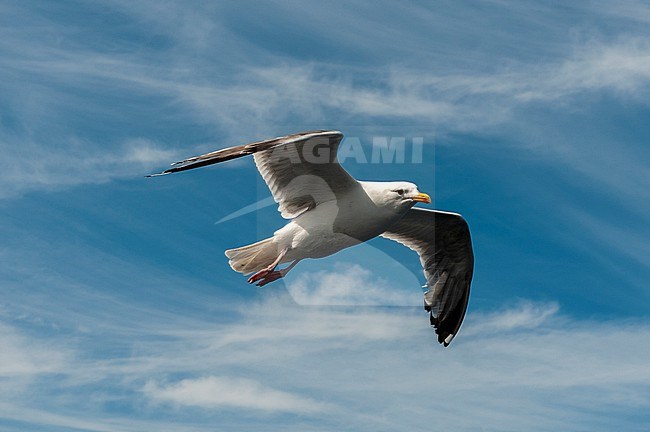 A sea gull in flight. Svartisen, Norway. stock-image by Agami/Sergio Pitamitz,