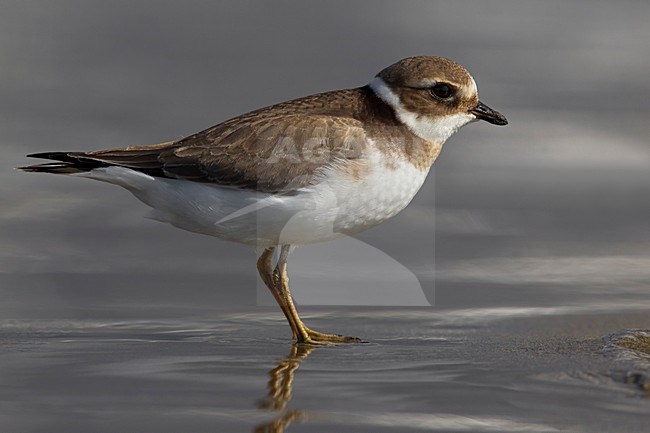Bontbekplevier staand op het strand; Common Ringed Plover standing on the beach stock-image by Agami/Daniele Occhiato,