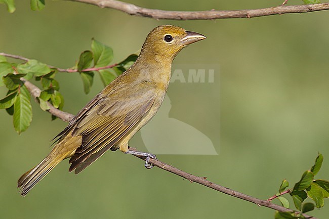 Adult female
Galveston Co., TX
April 2010 stock-image by Agami/Brian E Small,