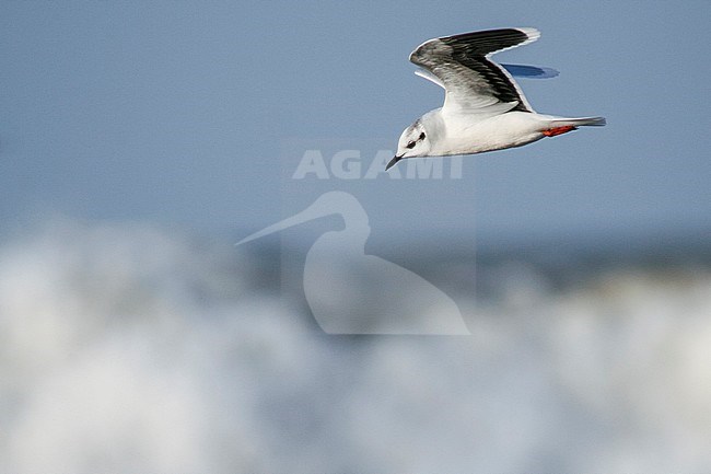 Little Gull - Zwergmöwe - Hydrocoloeus minutus, Germany, adult winter stock-image by Agami/Ralph Martin,