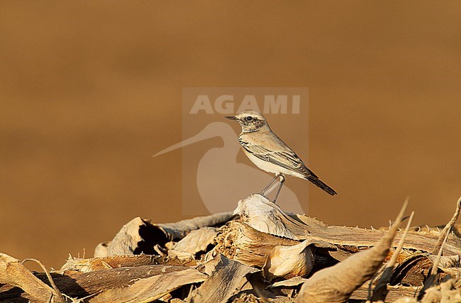 First winter male Desert Wheatear (Oenanthe deserti) during autumn migration in Egypt stock-image by Agami/Edwin Winkel,
