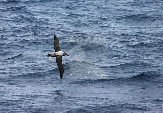 Roetkopalbatros vliegend boven de oceaan, Light-mantled Sooty Albatross flying above the ocean stock-image by Agami/Marc Guyt,