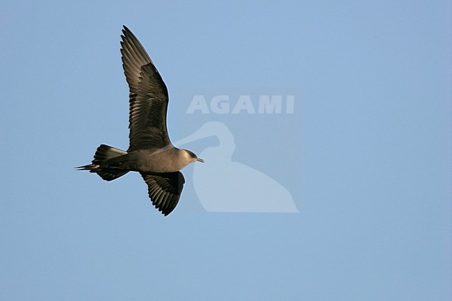 Donkere fase Kleine Jager in vlucht; Dark morph Parasitic Jaeger in flight stock-image by Agami/Menno van Duijn,