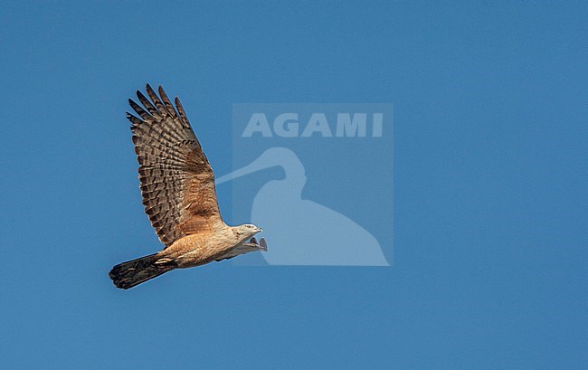 Crested Honey Buzzard (Pernis ptilorhynchus) flying past on the east Asian flyway in China. Following the coastal route. Showing under wing pattern. stock-image by Agami/Marc Guyt,