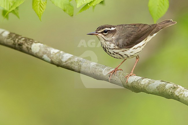 Louisiana Waterthrush (Parkesia motacilla) Perched on a branch in USA stock-image by Agami/Dubi Shapiro,