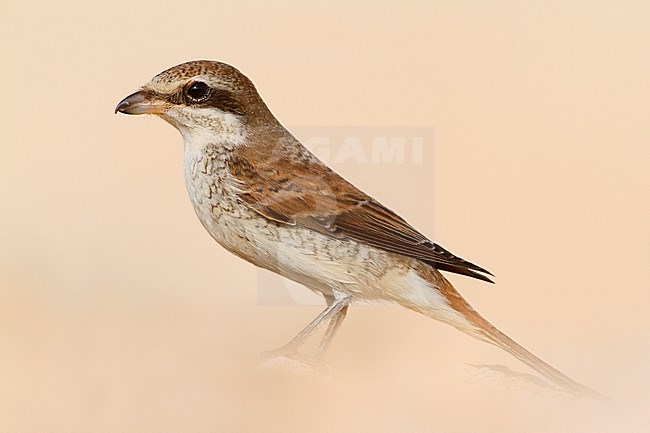 Red-backed Shrike female stock-image by Agami/Saverio Gatto,