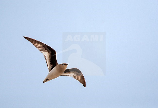 Small Pratincole (Glareola lactea) in typical river habitat in Asia. Flying overhead, seen from below. stock-image by Agami/Marc Guyt,