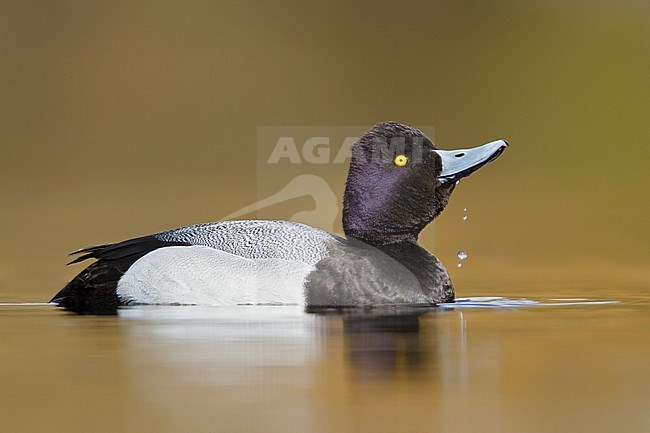 Lesser Scaup (Aythya affinis) swimming on a pond near Victoria, BC, Canada. stock-image by Agami/Glenn Bartley,