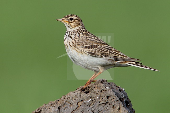 Veldleeuwerik op rots, Eurasian Skylark on rock stock-image by Agami/Daniele Occhiato,