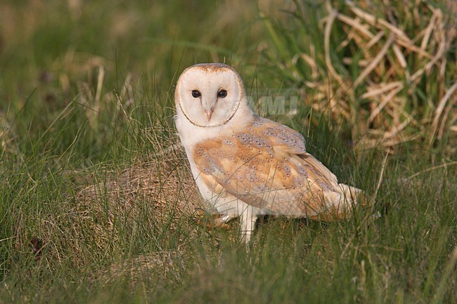 Kerkuil in zit; Common Barn Owl perched stock-image by Agami/Chris van Rijswijk,