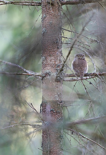 Eurasian Pygmy-Owl - Sperlingskauz - (Glaucidium passerinum ssp. passerinum, Germany, adult stock-image by Agami/Ralph Martin,