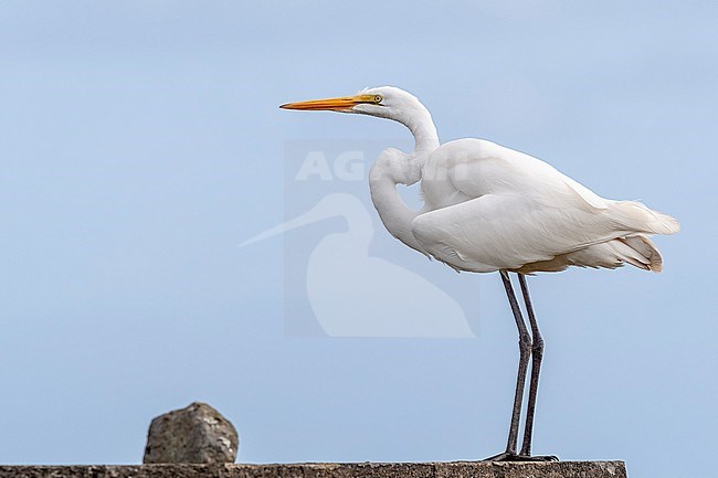  stock-image by Agami/Vincent Legrand,