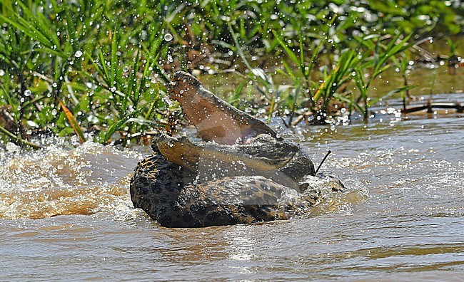 Jaguar (Panthera onca) fighting with his - soon to be - prey: a Yacare Caiman stock-image by Agami/Eduard Sangster,