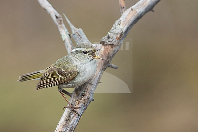 Yellow-browed Warbler - Gelbbrauen-Laubsänger - Phylloscopus inornatus, Russia (Ural) stock-image by Agami/Ralph Martin,