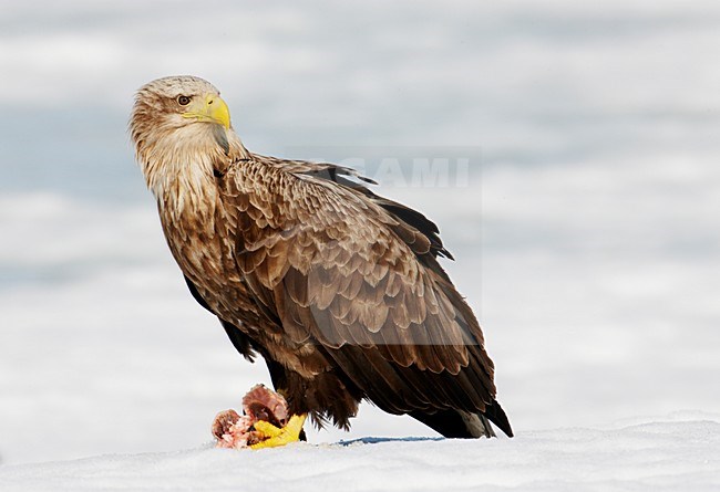 Zeearend in de sneeuw; White-tailed Eagle in the snow stock-image by Agami/Markus Varesvuo,