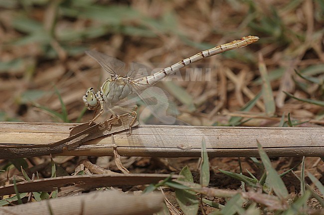 vrouwtje Golftanglibel, Female Waved pincertail stock-image by Agami/Paul Schrijvershof,