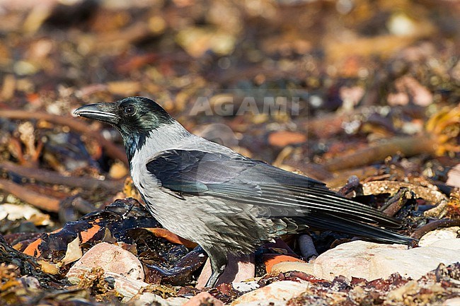 Bonte Kraai, Hooded Crow, Corvus cornix hybrid calling on beach stock-image by Agami/Menno van Duijn,