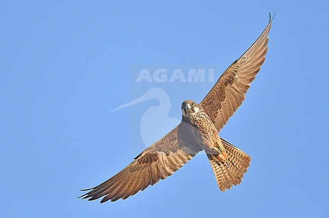 Falco eleonorae, Eleonora's Falcon stock-image by Agami/Eduard Sangster,