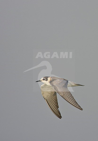 Black Tern juv.  (Chlidonias niger) Hungary July 2006 stock-image by Agami/Markus Varesvuo,